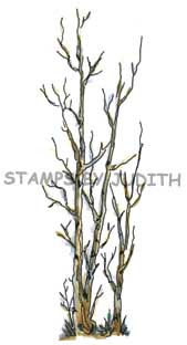 O-27 Birch Trees